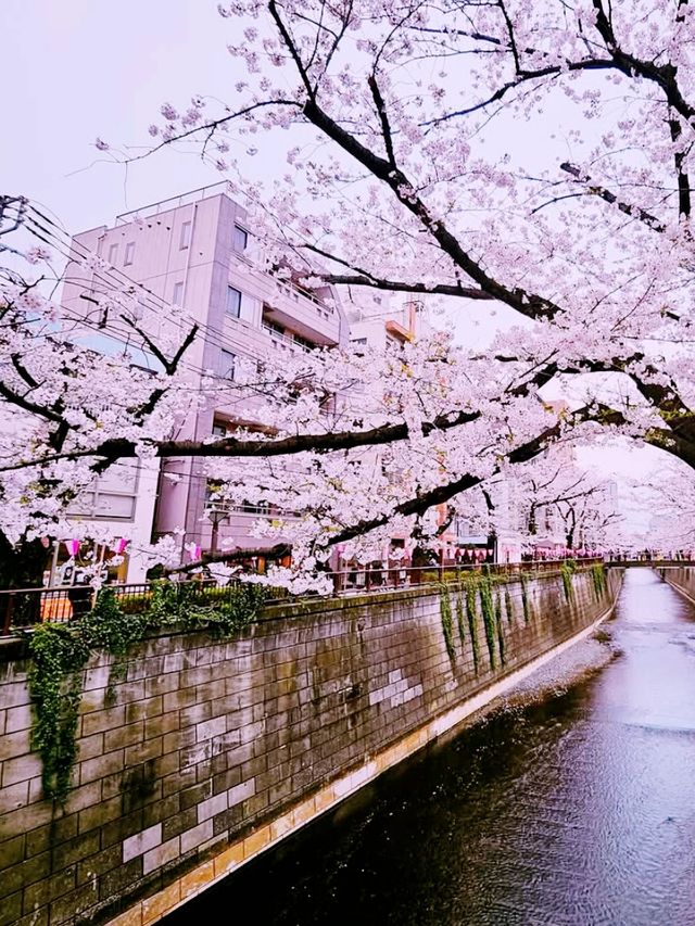 Tokyo river sakura