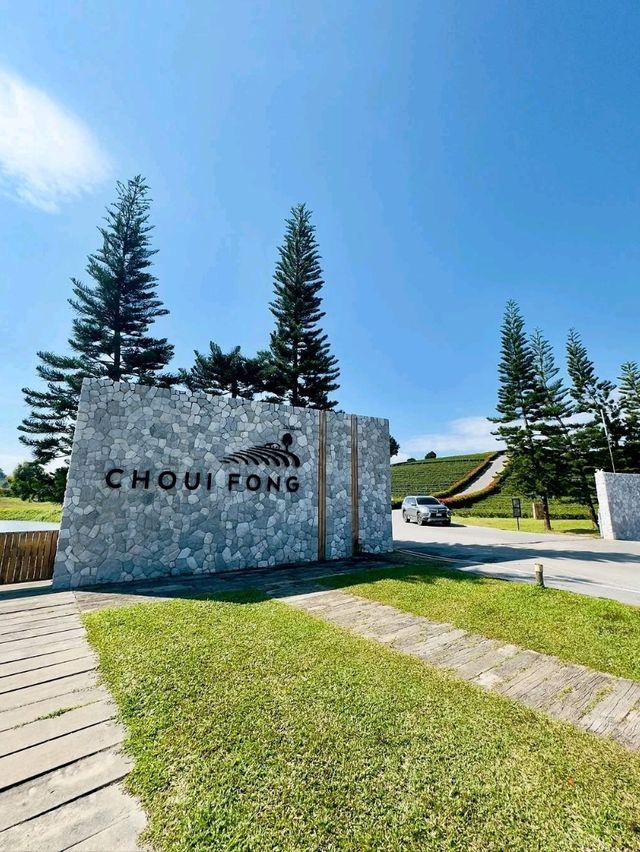 Sip & Savor the Scenery at Choui Fong Tea Plantation