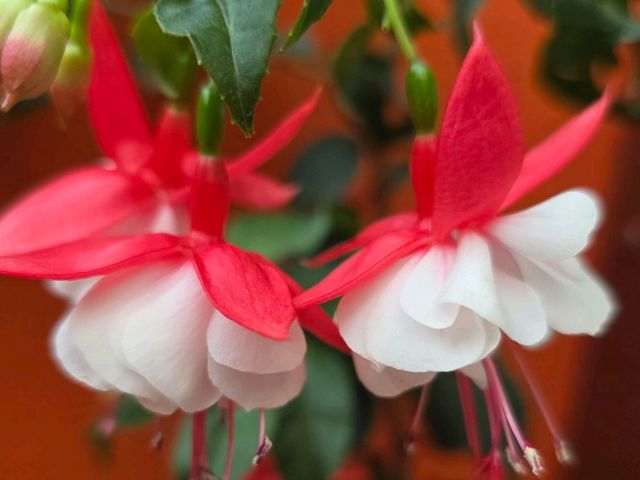 South American Garden Flowers 🌻🌹🏵