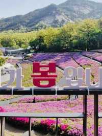 Spring Trip to Buramsan Azalea Hill in Seoul