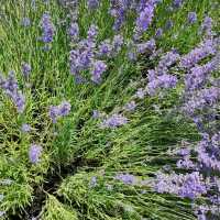 Provence Lavender Fields – Provence, France