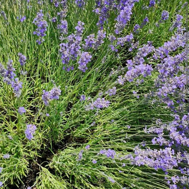 Provence Lavender Fields – Provence, France