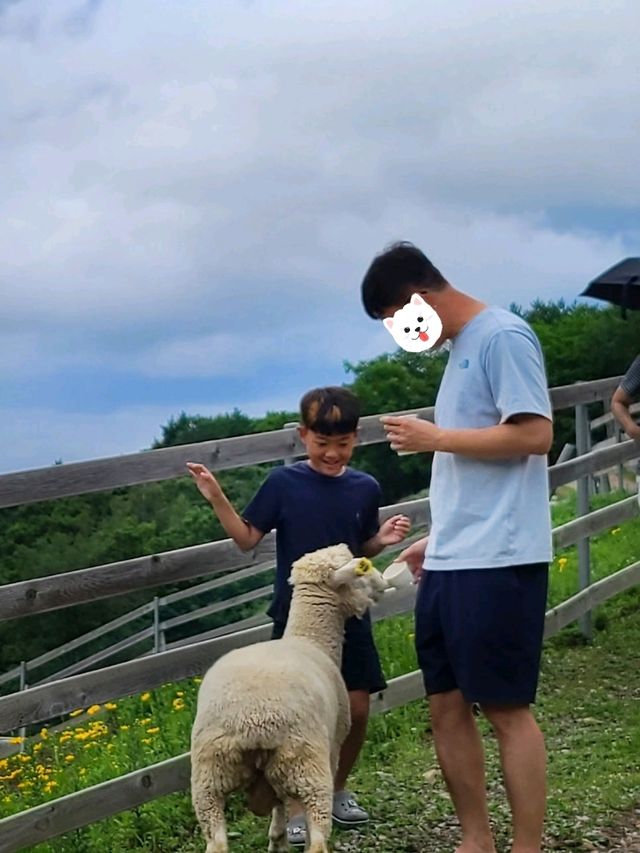 라마다평창호텔주변 자연의놀이터[평창순수양떼목장]