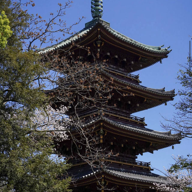 上野公園 (Ueno Park)