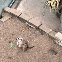 Immersed in Nature: Exploring Yanoda Rainforest in Hainan 
