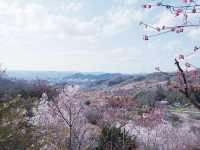 JR東日本鐵路周遊券：福島賞櫻 