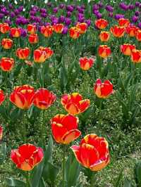 Asia’s Largest Tulip Garden: Indira Gandhi Memorial Tulip Garden, Srinagar