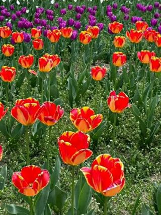Asia’s Largest Tulip Garden: Indira Gandhi Memorial Tulip Garden, Srinagar