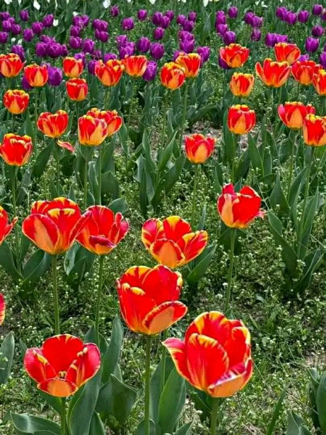 Asia’s Largest Tulip Garden: Indira Gandhi Memorial Tulip Garden, Srinagar