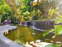 The Rainforest at Singapore Botanic Gardens – A Walk Through Ancient Nature
