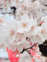 Nightfall in Bloom – Takada Castle’s 1 Million Lights Magic