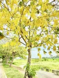 崙頂里河堤步道