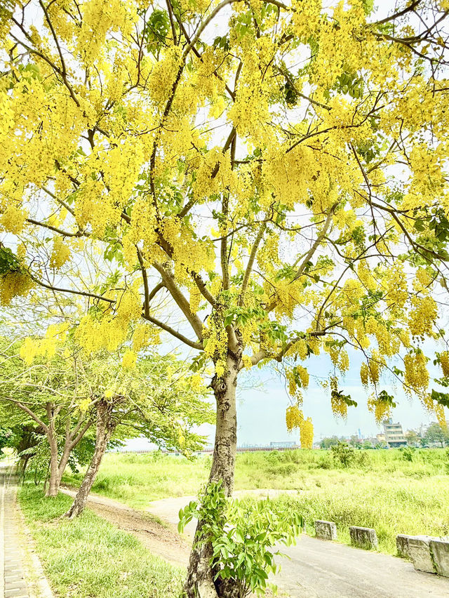 崙頂里河堤步道