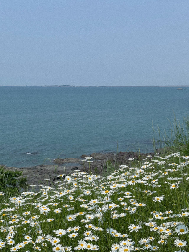 이번 주말 가야 할 동화감성 샤스타데이지 명소🌼