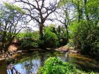 Stone & Blossom: Spring at Caludon Castle Park