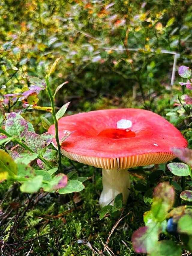 #AncientWhispers – A Moment in Tyresta National Park
