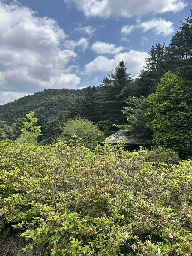 🧘‍♂️자연과 함께 심호흡하기 좋은 🌳 가평 자연 휴양림 봄여행지 추천 🌼