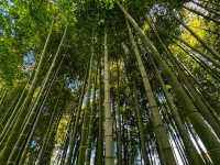 Kotohiragū – Climbing to the Spirit of the Sea