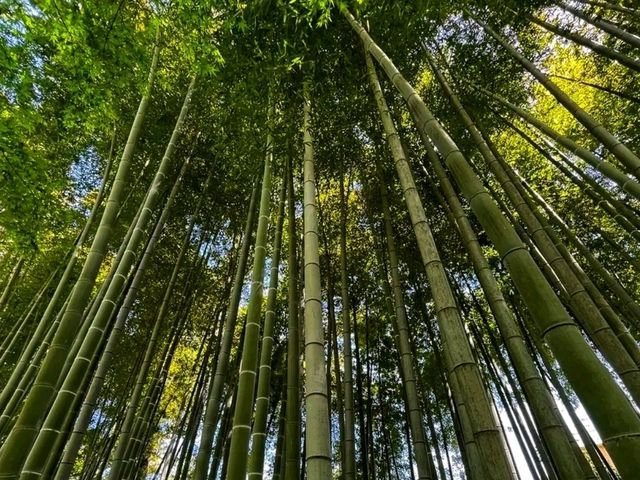 Kotohiragū – Climbing to the Spirit of the Sea