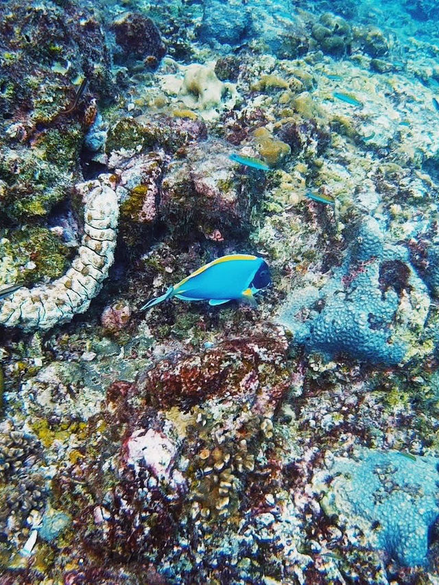 入場無料でこの絶景！？シミラン、コスパ最強の楽園🌊🌞💸