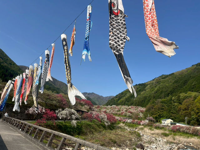 【花桃の里で出会う、梅の花の春景色🌸✨】