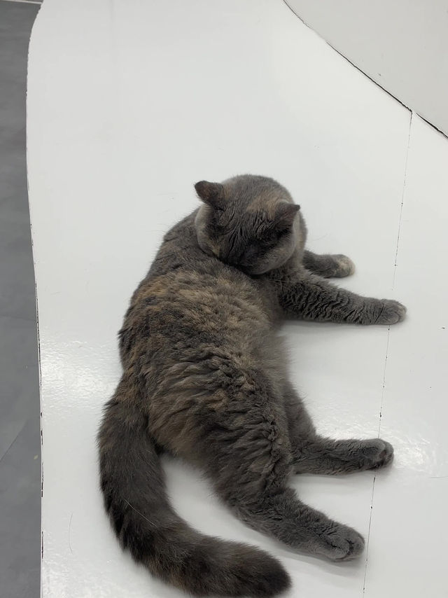 🐱 건대 고양이카페 ‘우주로켓’ 후기 🚀