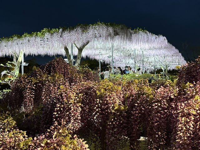สวนดอกไม้ ตระการตา ใกล้โตเกียว