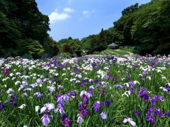 石川縣🇯🇵繡球花景點特集💐