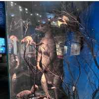 South Australian Museum – Adelaide, SA