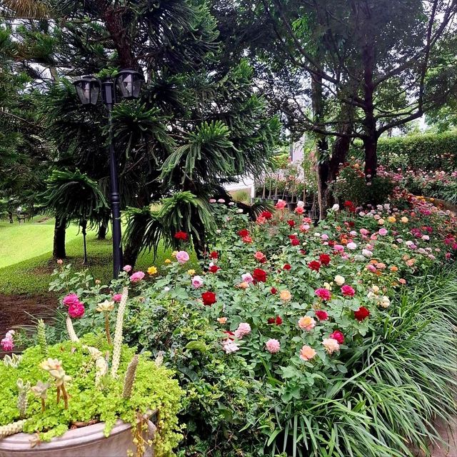 คาเฟ่กลางสวนกุหลาบ -  Fleur Cafe & Eatery