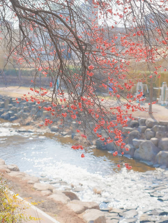 봄이 오는 소리가 들리는 순천 사운즈 옥천🌸❤️
