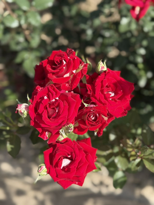 A Day in Dushanbe for Under $10 – Parks, Cafés & Local Vibes