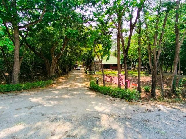 🏞️ สวนรุกขชาติวังก้านเหลือง เที่ยวลพบุรี