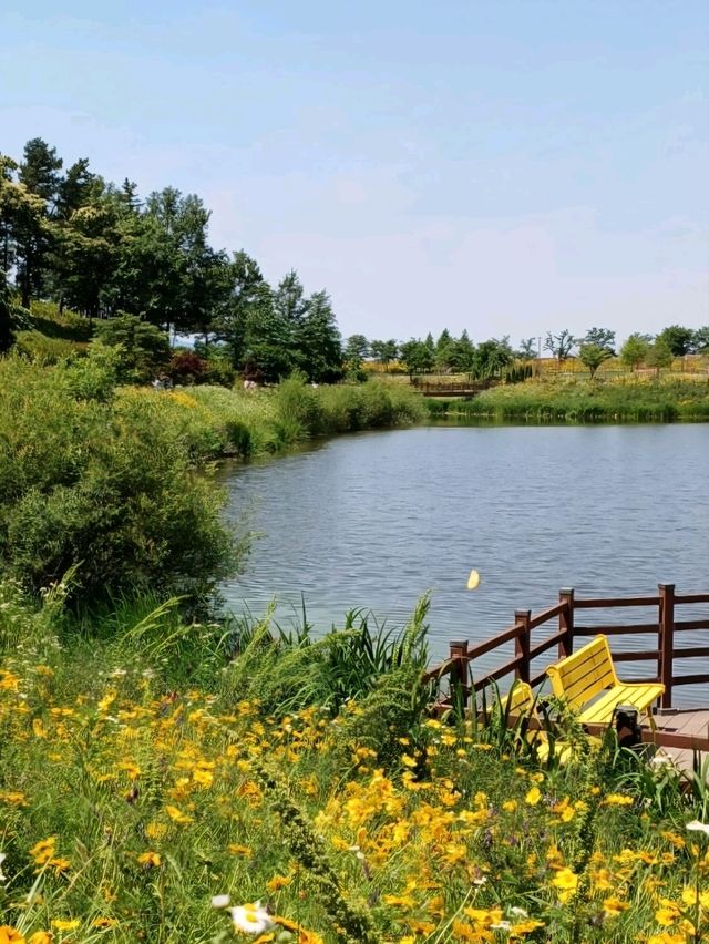 노란 물결 속 봄맞이 꽃놀이, 악양생태공원 🌼