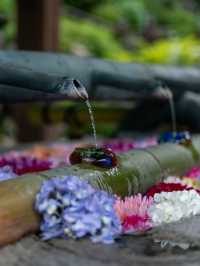 今、奈良で見るべき絶景✨岡寺 あじさゐ回廊開催中5/24~7/6まで✨