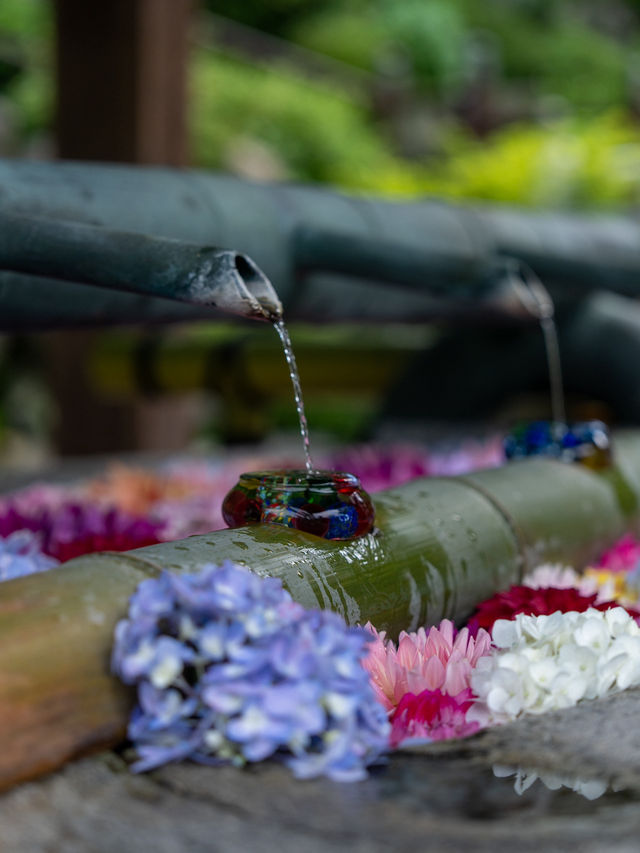 今、奈良で見るべき絶景✨岡寺 あじさゐ回廊開催中5/24~7/6まで✨