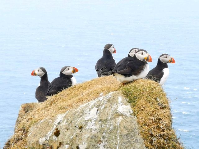 Puffins, Cliffs, and Mykines Island
