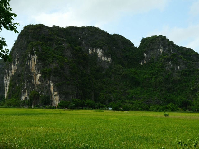 Tam Coc - Golden fields and timeless beauty 🌾