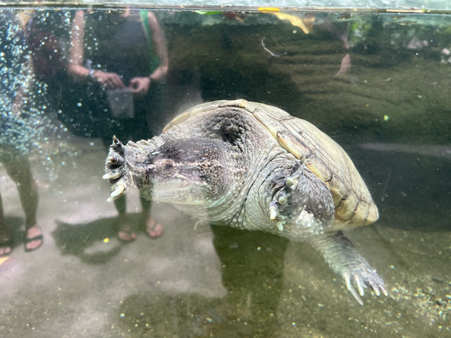 Farm In The City KL – A Fun and Hands-On Experience for the Whole Family