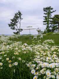 Flower-Filled Bliss in Hongseong