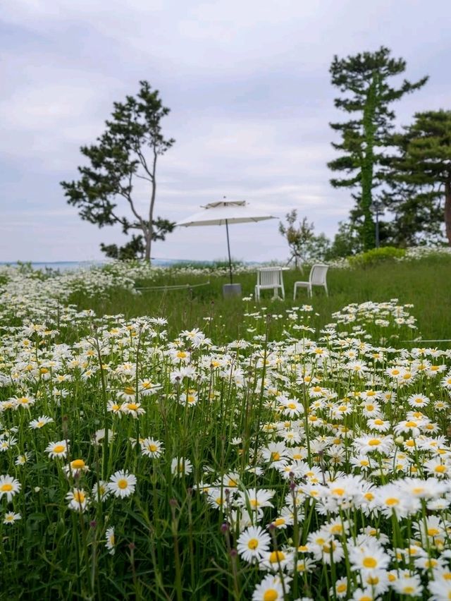 Flower-Filled Bliss in Hongseong