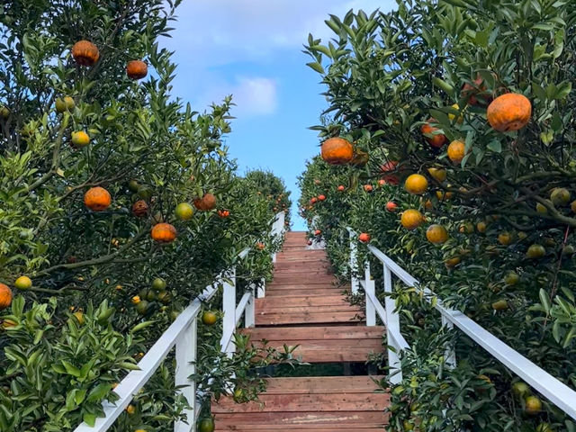 Feeling Zesty at Pang Hwa 🍊✨