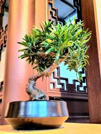 Time-honored Bonsai collection at the Bonsai Garden