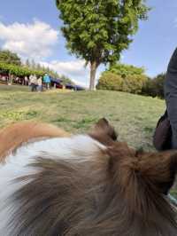 【群馬🐴】世界の名犬牧場で触れ合い放題🐶💕