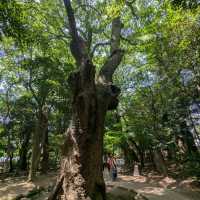神戶 | 生田神社，祈求戀愛結緣的神社