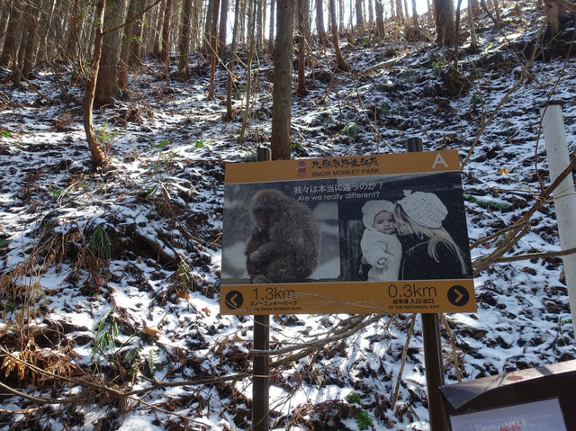 🐒 Jigokudani Yaen-Koen – A Snow Monkey Experience Worth the Hike