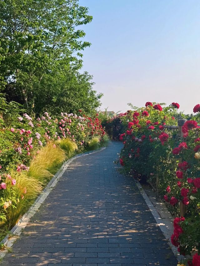 ～西埔公園～繁花織就～