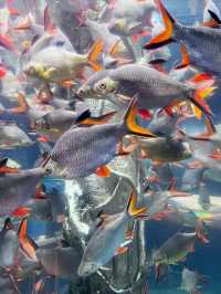 “Dive Into Wonder with Aquaria KLCC This Summer”