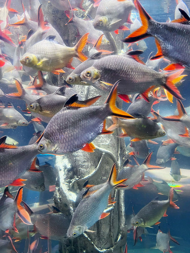 “Dive Into Wonder with Aquaria KLCC This Summer”