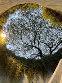 🌙 Hidden Gems After Dark: Rainbow Windows & a Secret Tree Tunnel in Singapore 🌈🌳